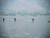 inle_20120307_116